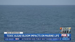 Toxic Algae Bloom's Impacts On Marine Life