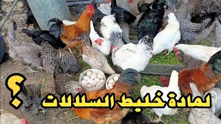 الحقيقة الكاملة 🔥 لمادا عليك تربية دجاج خليط السلالات
