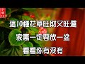 【花草風水】10種花草旺財又旺運，家裡至少要放一盆。看看你有沒有？