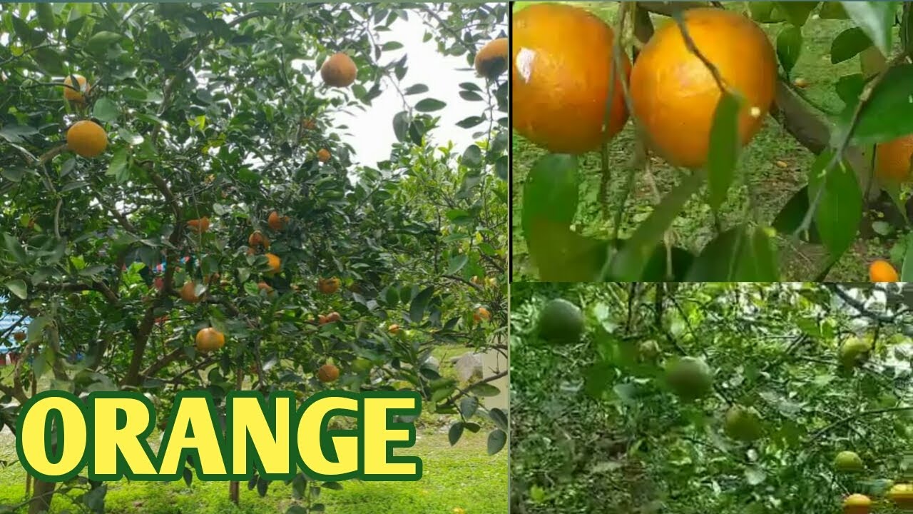 Oranges Orange Tree Orange Farm Buhay Probinsya Vlogs YouTube