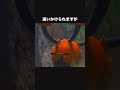 ピチューを守るドダイトス #ポケモン #newポケモンスナップ