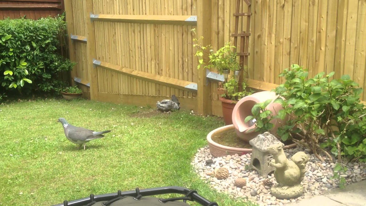 Can a wood pigeon be tamed