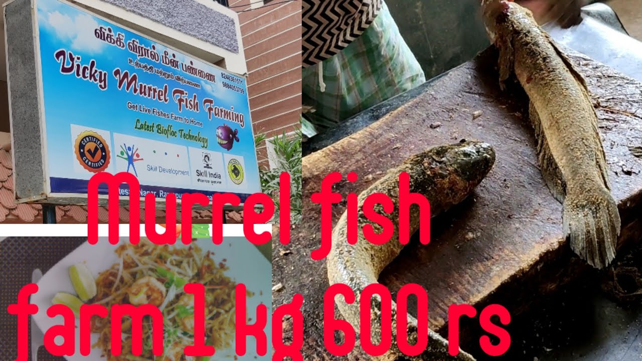 Viral & Murrel fish farming visit murrel fish cutting in Chennai