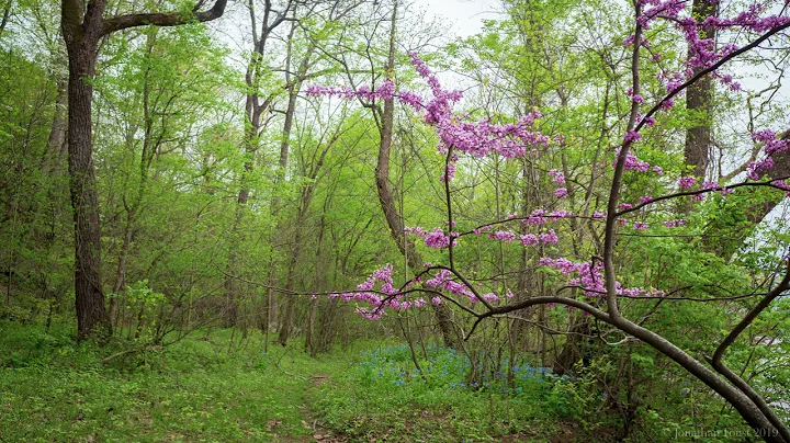 Guided Meditation: Present Heart, with Tara Brach