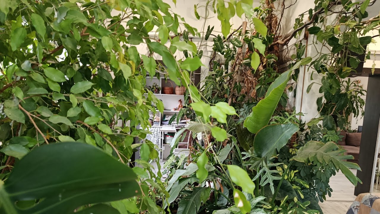 Зимний сад и карпы 16.11.25 Тюмень