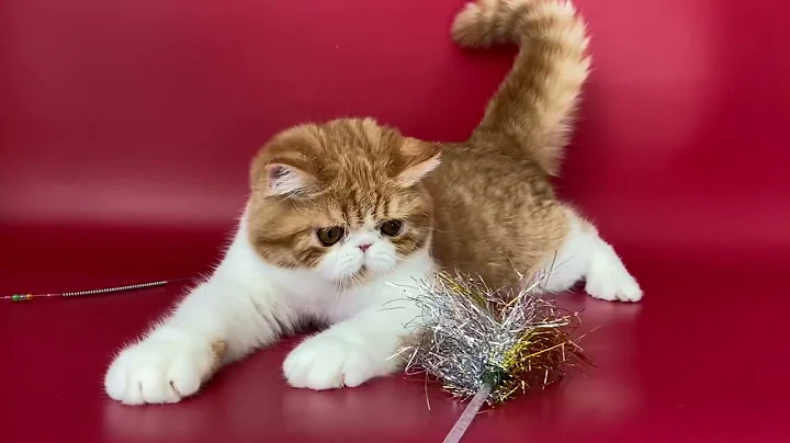 Video 7852201: exotic shorthair male kitten, white exotic shorthair kitten, exotic shorthair red white