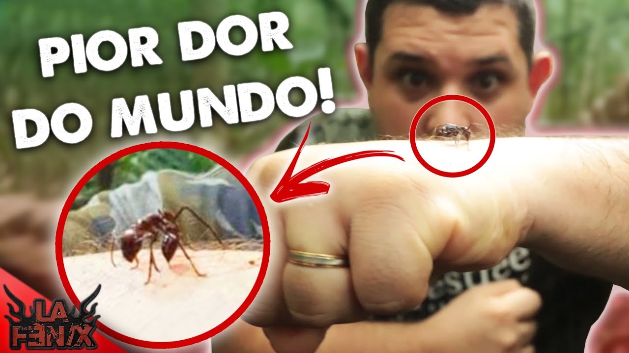 LEVEI UMA PICADA DA FORMIGA MAIS VENENOSA DO MUNDO YouTube LEVEI UMA PICADA DA FORMIGA MAIS VENENOSA DO MUNDO YouTube