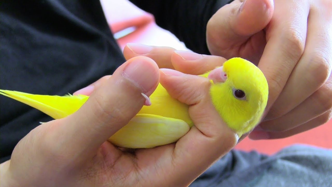 Petting a Bird Barred Parakeet Wasabi and Karashi 