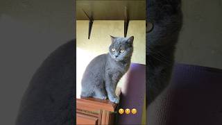 Кицюня #cat #cats #кот #котик #котики