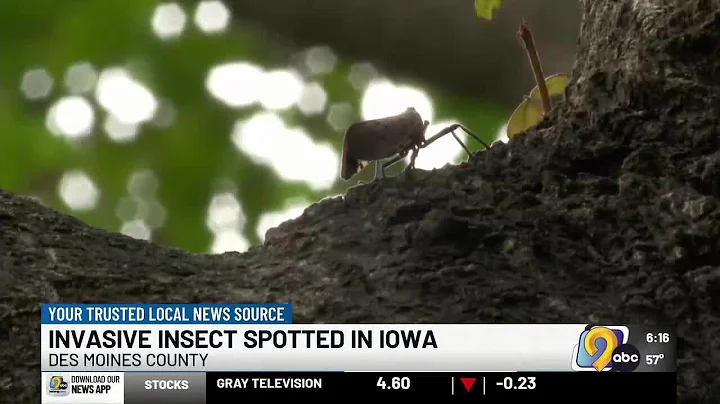 Invasive spotted lanternfly found in Iowa, residents urged to be on the lookout