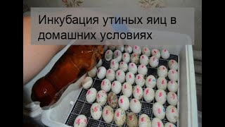 Инкубация утиных яиц в домашних условиях