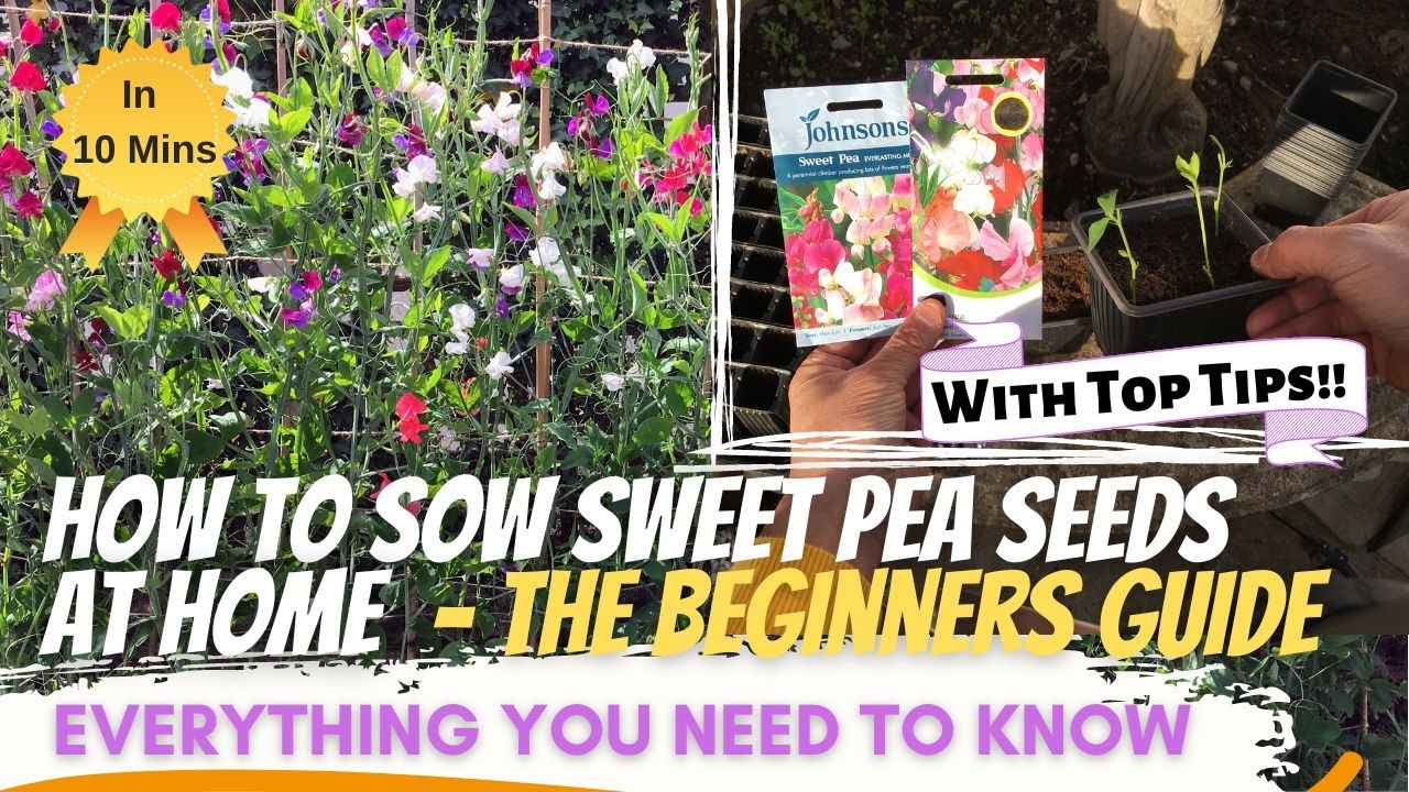 Sweeten Up Your Garden A STEPBYSTEP Guide to SOWING SWEET PEA SEEDS