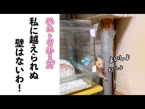 彼のために険しい道をゆくハムちゃん♪｜PECO