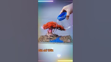 Tiểu cảnh cây bên Suối trang trí bể cá tiểu cảnh #phukienthuysinh