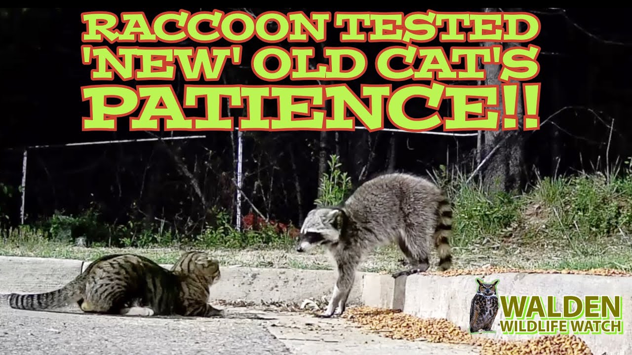 Raccoon wasn’t very nice to ‘New’ Old Cat! [Longform 🎥: REALLY interesting behavior]!