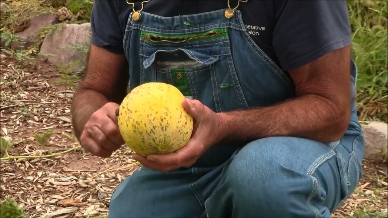 MELONS HOW TO Determining when are your melons ready to pick for