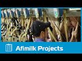 Afimilk – TH Milk Vietnam - Outstanding Dairy Farm Project