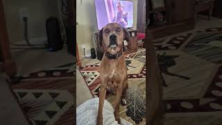 beautiful #share #shorts #dax #dog