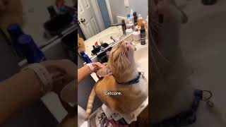 Orange Cats are crazy#catsoftiktok #cats #funnycat #fyp #cutecat