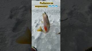 РЫБАЛКА на МОРМЫШКУ