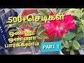 My 500plants part 1dream garden tour in tamil