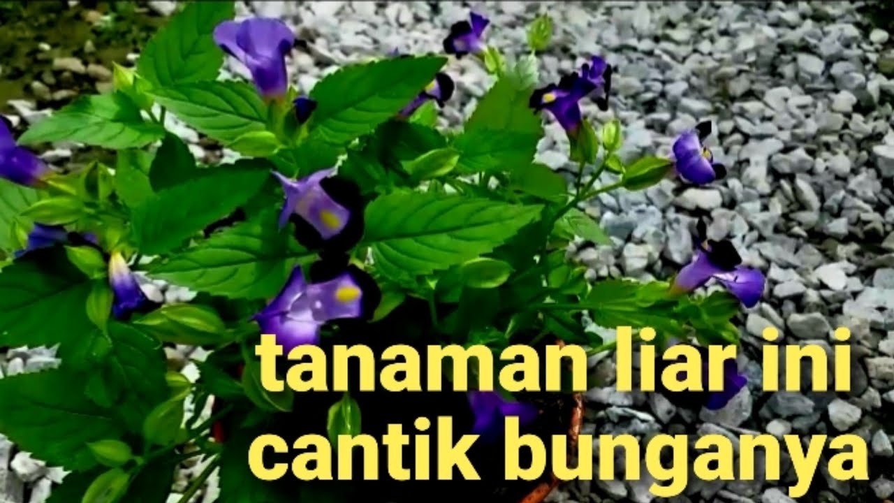  JENIS  TANAMAN LIAR YANG  CANTIK BUNGANYA BUNGA  ARA SONGSANG 