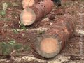 Житомирським лісам загрожує всихання