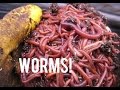 How to Set Up a Home Made Worm Farm!
