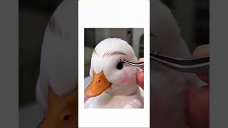 ördek kendini tanıyamadı || komik yorumlar