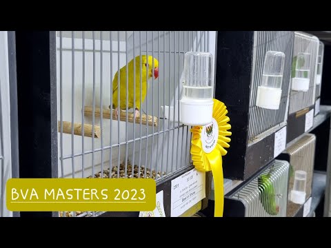 BVA Masters 2023 - Agapornis lilianae, nigrigenis, taranta and canus.