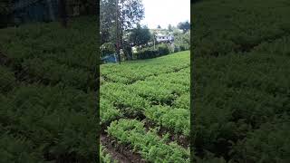 Nuwara Eliya | Carrot ?  Garden | Sri Lanka | Little England | 2023 travel asiancountry