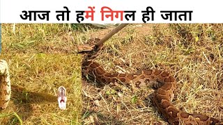 Rock python rescue | #towardthenature