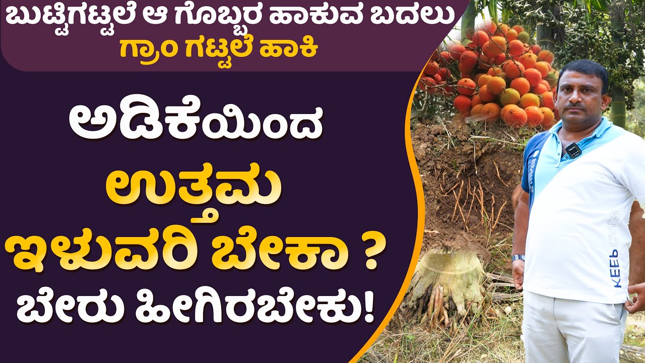 ಅಡಿಕೆಯಿಂದ ಉತ್ತಮ ಇಳುವರಿ ಬೇಕಾ?ಬೇರು ಹೀಗಿರಬೇಕು!ಬುಟ್ಟಿಗಟ್ಟಲೆ ಆ ಗೊಬ್ಬರ ಹಾಕುವ ಬದಲು,ಗ್ರಾಂ ಗಟ್ಟಲೆ ಹಾಕಿ!#areca
