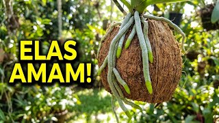 Elas Enraizaram Muito, 5 Motivos Para Você Cultivar Orquídeas No Seco