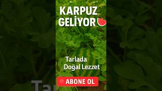 “Karpuzlar Patlamaya Hazır 🍉”