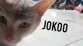 Jokooo  kucing ngomong joko ngakak 😆