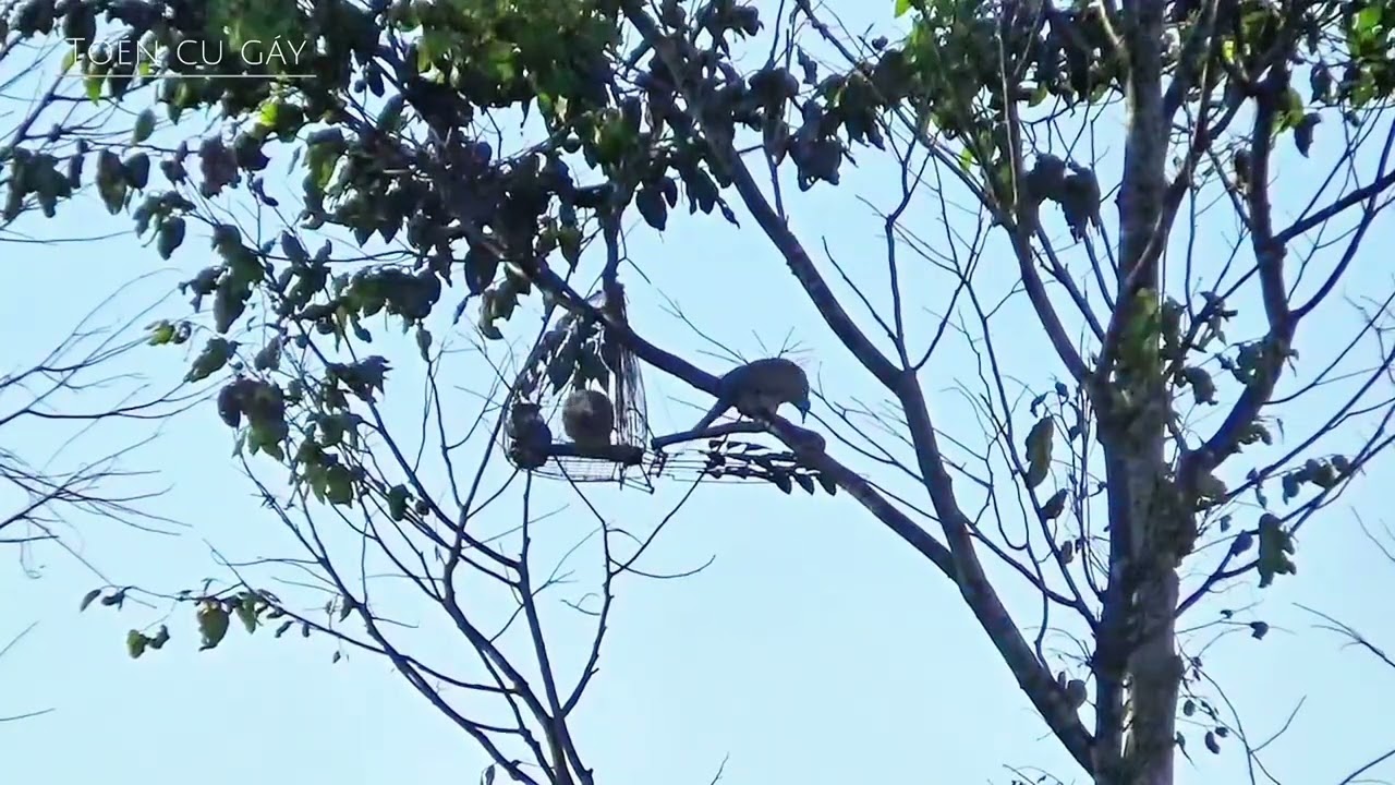 BẪY CU GÁY MỒI CÂY - KÈO ĐẤU HẤP DẪN