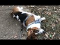 The Long Walk Home...with a Stubborn Basset
