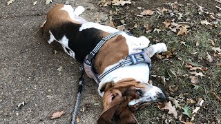 The Long Walk Home...with a Stubborn Basset