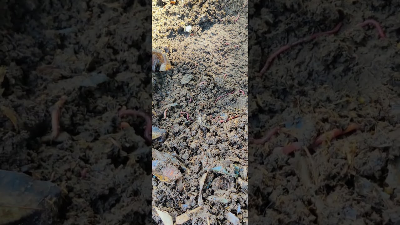 starting vermicompost unit 🌱🔥 live Earth worm 🔥 