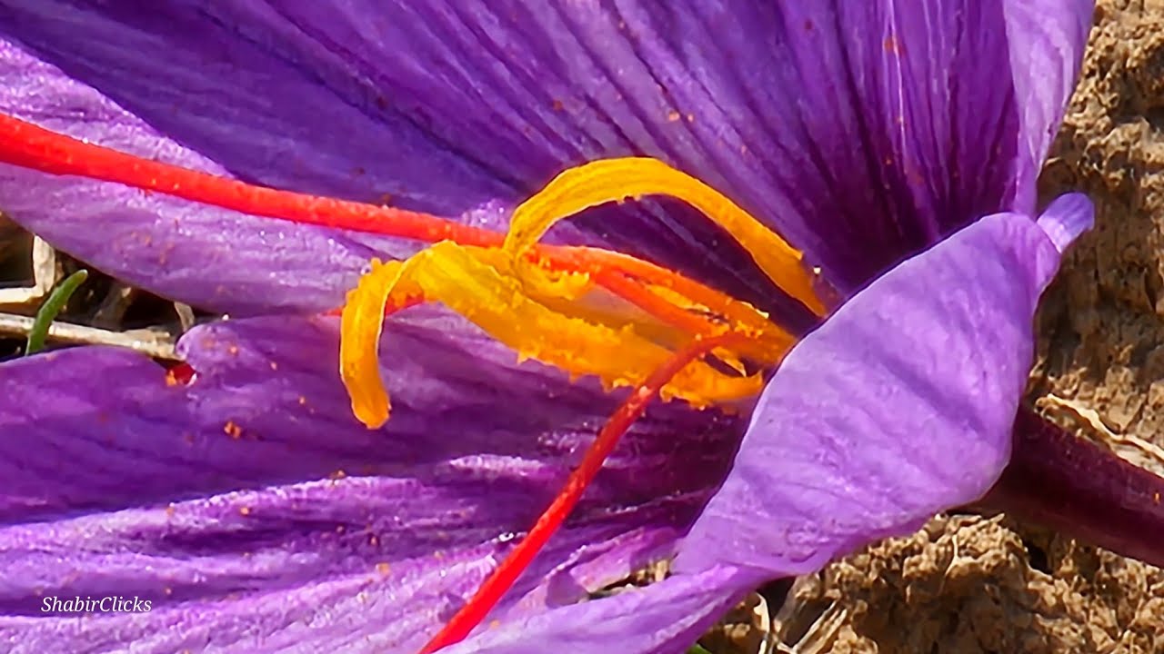 Saffron Valley of Kashmir | Exploring the Saffron Valley of Kashmir-Pampore