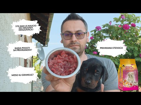 Video: Što je preporučena količina hrane za malog psa?