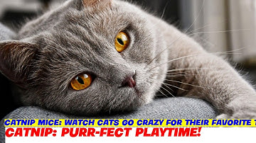 Catnip Mice: Watch Cats Go Crazy for Their Favorite Toy!