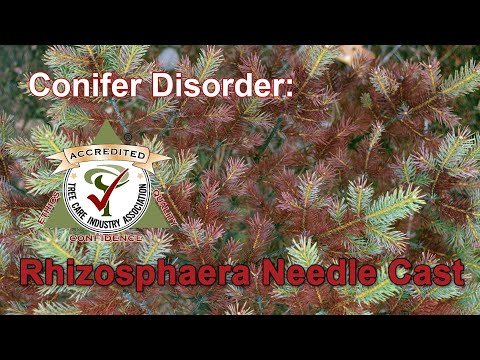 Βίντεο: Τι είναι η νόσος του Needle Cast: Στιγμίνα και Rhizosphaera Πληροφορίες για τον μύκητα με βελόνα