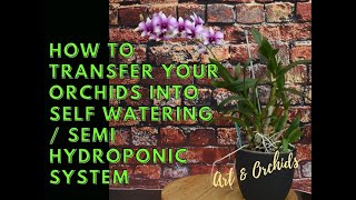 Transferring orchids into self watering / semi hydroponic part 1