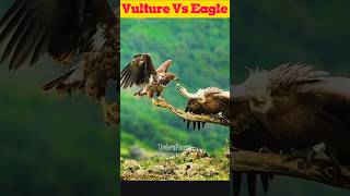 Vulture vs Eagle 🦅 Who Would Win? #shorts