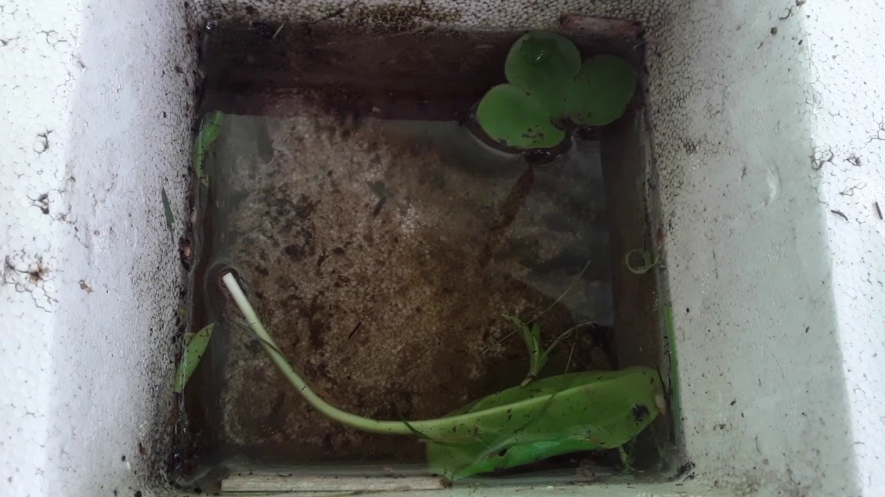 Minnow habitat YouTube