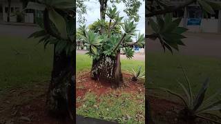 Cuello de cisne (Agave attenuata)_Jardines Universidad Federal de Lavras #ufla #lavras #minasgerais