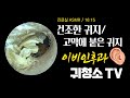 건조한 귀지제거 / 고막에 붙은 귀지 (ear wax removal)