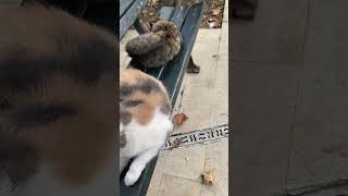 #cat #shorts #cute #animals #kitten #keşfet #istanbul #kedi #baygın bakışı😀günaydın kanalımaaboneol